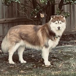 Deuce - Siberian Husky