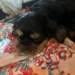 Cavalier King Charles Spaniel Puppies from Enchanted Cavaliers