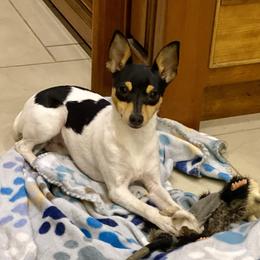 Roxanne - Toy Fox Terrier