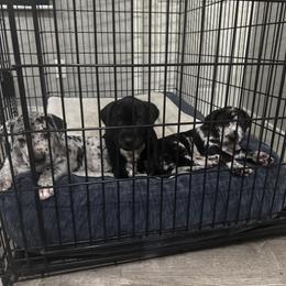 Great Dane Puppies from Denver Danes