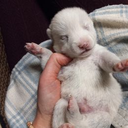 Akita, Pomsky, and Shiba Inu Puppies from Arctic Kennels (Akitas, Shibas & Pomskies)