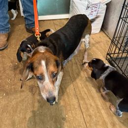 Queen - Beagle
