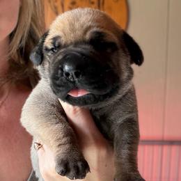 Fern (Light Green Collar) - Reddish brown female Boerboel puppy in Manitowoc, Wisconsin from Mae Boerboel