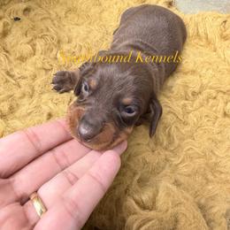 Yellow - Chocolate and tan male Dachshund puppy in Leoma, Tennessee from Southbound Kennel