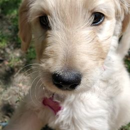 Double Doodles from Doodles of Sherwood Forest