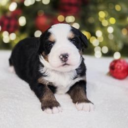 Bernese Mountain Dog puppies from Sugarplum Bernese