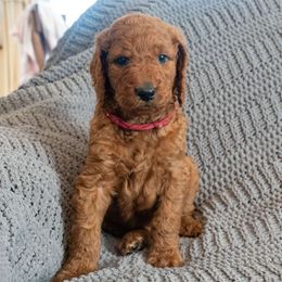 Maroon Girl - Goldendoodle puppy from Botcherby Doodles