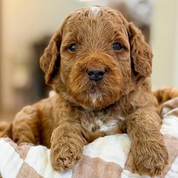 Blue collar boy - Red  male Goldendoodle puppy in Newcastle, Oklahoma from Ritzy Creek Doodles