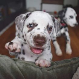 Dalmatian Puppies from Sublime Dalmatians