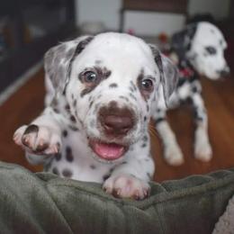 Dalmatian Puppies from Sublime Dalmatians