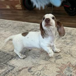 Lincoln- ready to go :) - Piebald male Dachshund puppy in Bruceton, Tennessee from Dachshund Dreams (miniature)