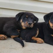 Beauceron Puppies from Rayon de Soleil Beaucerons