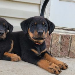 Beauceron Puppies from Rayon de Soleil Beaucerons