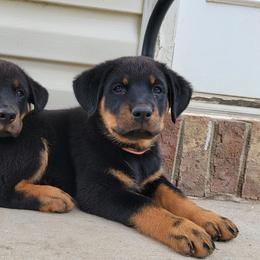 Beauceron Puppies from Rayon de Soleil Beaucerons