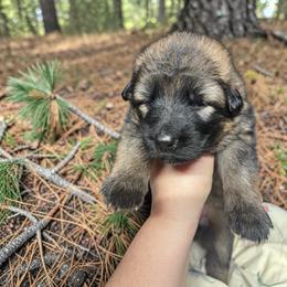 Gala - Sable female German Shepherd puppy in Oakland, Oregon from VHM German Shepherds