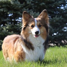 Charlie - Pembroke Welsh Corgi