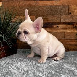 Cream boy - Cream male French Bulldog puppy in Shelby Township, Michigan from Duvalls frenchies