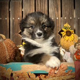 Ian - Black and tan male American Corgi puppy in Los Lunas, New Mexico from Blue Diamond Welsh corgis