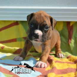 Omelet - Brindle female Boxer puppy in Earlsboro, Oklahoma from Lieben Boxers