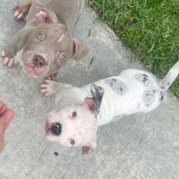 American Bully Puppies from King Bane's Bullies