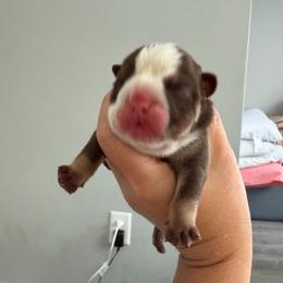 Boy 6 - Chocolate tri-color male Bulldog puppy in Hobe Sound, Florida from Amanda’s Bullies