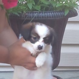 "Male 7 weeks old" Papillon Puppies from Michelle's Papillions