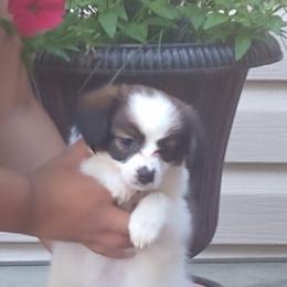 "Male 7 weeks old" Papillon Puppies from Michelle's Papillions