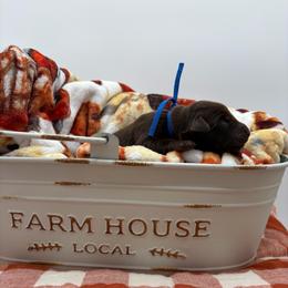 Blue - Chocolate male Labrador Retriever puppy in Heath Springs, South Carolina from Rich Hill Retrievers