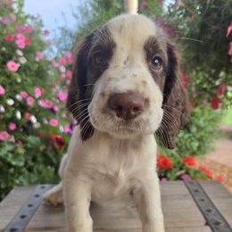 Sara - Liver and white female English Springer Spaniel puppy in Statesville, North Carolina from BAR Z Springers