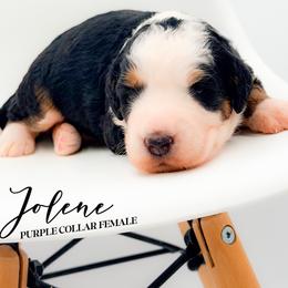 Jolene - Tri-color female Bernedoodle puppy in Tipton, Indiana from Country Creek Doodles