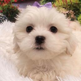 Skye - White female Maltese puppy in North Myrtle Beach, South Carolina from Perfect Puppies