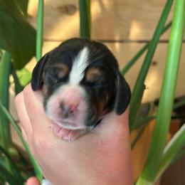 Boy 2 - Black brown and white male Basset Hound puppy in Lindley, New York from Hill Top Basset Hounds & Cane Corso