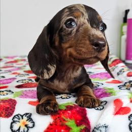 Chocolate and tan dapple female - Dapple female Dachshund puppy in Belle Rive, Illinois from Akin's Miniature Dachshunds, LLC
