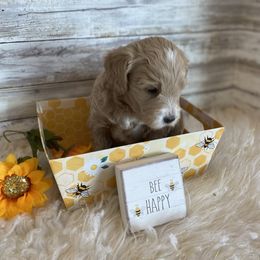 Goldendoodle and Poodle Puppies from Mustanghills Doodles and Poodles