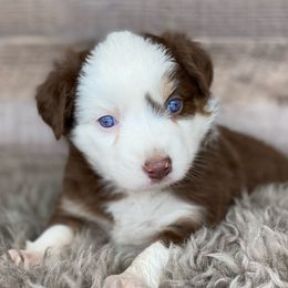 Junebug-Full Natural Tail and blue eyes likely - Red & white Australian Shepherd puppy in Penrose, Colorado from Best Friend Aussies