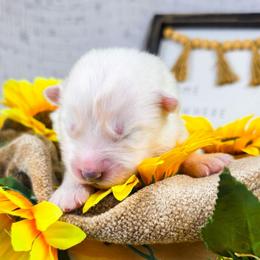 Mochi - White and biscuit male Samoyed puppy in West Jordan, Utah from Rocky Mountain Samoyeds