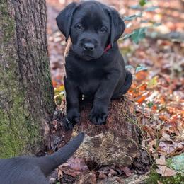 Labrador Retriever Puppies from Puzzles Labradors