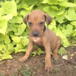 Boomer - Rd whtn blk nose male Rhodesian Ridgeback puppy in Carney, Oklahoma from River Run Parson Russell terriers & River Run Ridgebacks