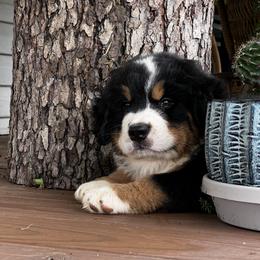 Bernese Mountain Dog and Pembroke Welsh Corgi Puppies from Highland Meadows
