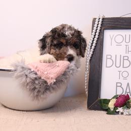 Aussiedoodle Puppies from Crystal Ridge Doodles