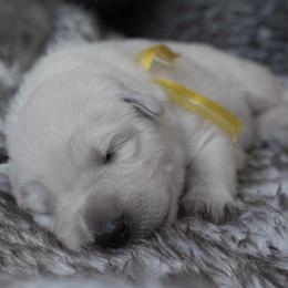 Yellow Girl - White female Berger Blanc Suisse puppy in Ogden, Utah from Nordic Dreams White Shepherds