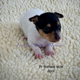 Side spot - White black and tan female Toy Fox Terrier puppy in Wayne, Oklahoma from FritzFox Toy Fox Terriers