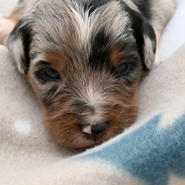 Mr. Talbot - Blue merle male Miniature American Shepherd puppy in Damascus, Oregon from Rebel Soul Minis