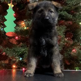 Pink collar - German Shepherd puppy from Pinegrove German Shepherds