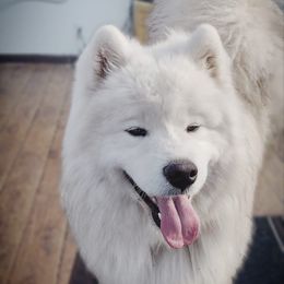 Ruben - Samoyed