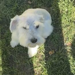 Princess - Miniature Schnauzer