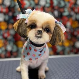 Morgan - Shih Tzu