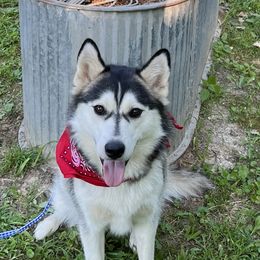 Kahluo - Siberian Husky