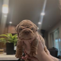 Girl 3 - Chocolate tri-color female Bulldog puppy in Bonney Lake, Washington from Sitka spruce bulldogs