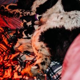 Newfoundland Puppies from Kinson Ridge Giants